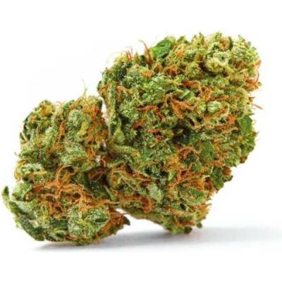 Growers Choice Grapefruit x Bubblegum AUTO semena neobsahují THC 5 ks