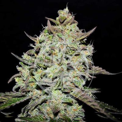 Delicious Seeds Lemon Gazzy semena neobsahují THC 3 ks