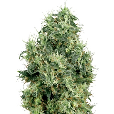 White Label White Gold semienka neobsahujú THC 10 ks