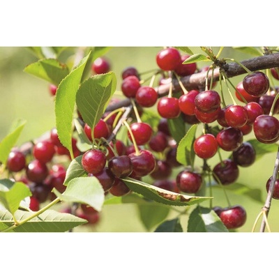 Višňa trpasličia BIO FloraSelf Bio Prunus cerasus 'Maynard' kmeň 40 cm kvetináč 7,5 l