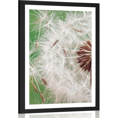 Plakát s paspartou semínka pampelišky - 30x45 white