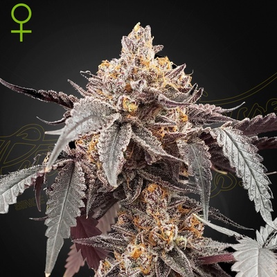 GREEN HOUSE SEEDS Guava x Gelato semena neobsahují THC 41 AUTO 10 ks