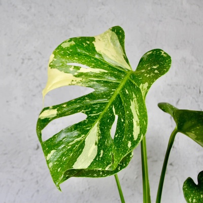 Monstera Deliciosa Thai Constellation