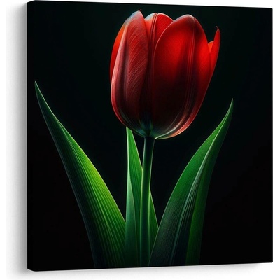 Obraz květ tulipánu v noci - 50x50