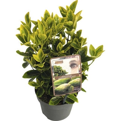 Bršlen japonský FloraSelf Euonymus japonicus 'Aureomarginatus' výška 20-25 cm kvetináč 2 l