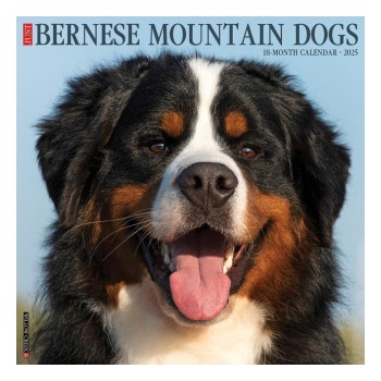 Willow Creek Press Calendars Bernese Mountain Dogs 2026 12 X 12 Wall Calendar