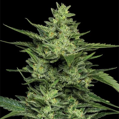 Humboldt Seed Company Limez semienka neobsahujú THC 5 ks