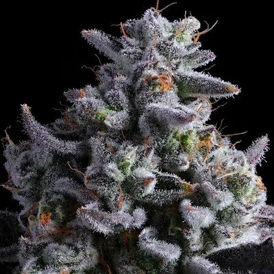 Anesia Seeds Elementz semena neobsahují THC 10 ks