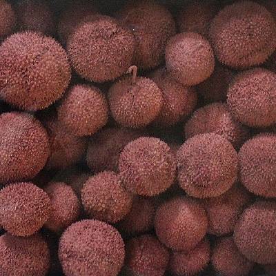 PLATANUS LOOSE RUBY TRAY ( 1 kg )