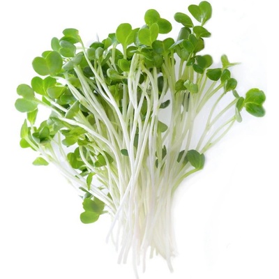 Brokolice – semínka na klíčení 10g