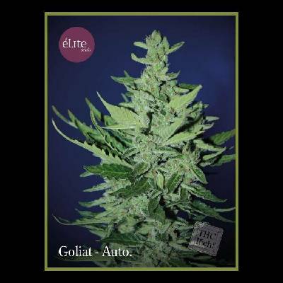 Élite Seeds Goliat AUTO semena neobsahují THC 7 ks