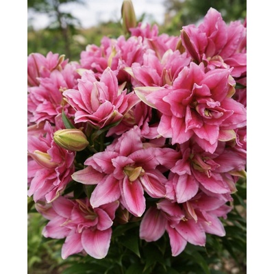 Lilie 'Roselily Ciara ®' 1 ks