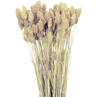 Sušený phalaris bílý 80 g
