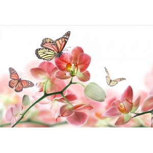 DIMEX ART Флизелинов фототапет пеперуди и орхидеи 375 x 250 см