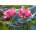 Cherry Pazzi - Puzzle Pink Lotus Flowers - 500 piese