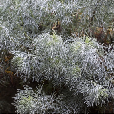 BIO palina pravá - Artemisia absinthum - bio semená paliny - 0,02 g