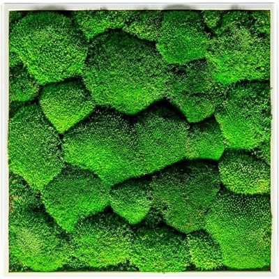Gardners Mechový obraz 35x35 cm z kopečkového mechu, bílá