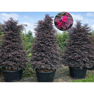 Loropetalum čínske Fire Dance, výška 60-80 cm, ihlan, kvetináč 10 l
