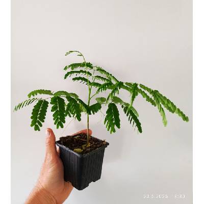 Ohňový strom, Delonix královská (Delonix regia) cm: 10 - 15 cm