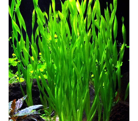 Vallisneria Asiatica