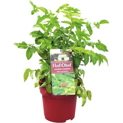 Ostružiník jahodnatý BIO Flora Self Rubus illecebrosus 30-40 cm květináč 3,5 l