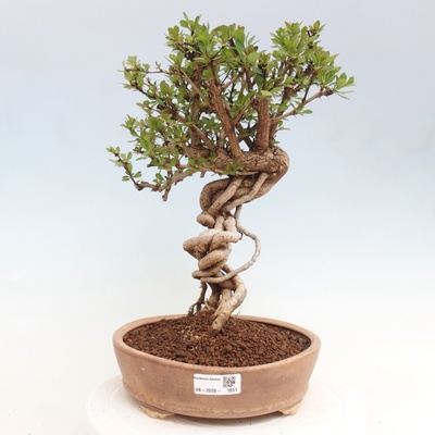 e-bonsai Venkovní bonsai - Berberis coreana - Dřištál korejský