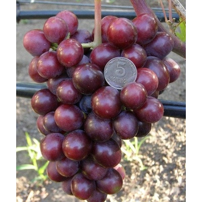 Vinič Dnieperská Krása, Dnieper Beauty veľmi velké bobule, vrúbľované na podpník NEW