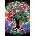 Yazz - Puzzle Colorful Tree - 1 000 piese