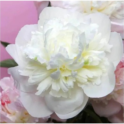 Pivonka bylinná Duchesse de Nemours, kont. 11 cm
