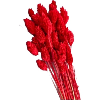 Sušený phalaris bordó 80 g