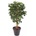 SCHEFFLERA STROM, 150cm