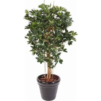 SCHEFFLERA STROM, 150cm