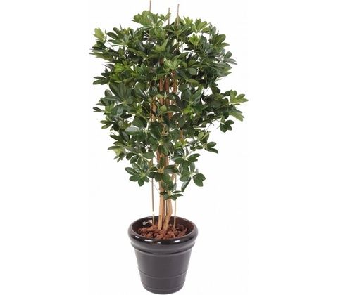 SCHEFFLERA STROM, 150cm