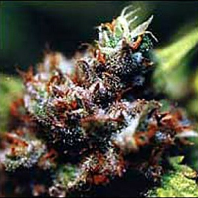 KC Brains Seeds Brasil x KC regular semienka neobsahujú THC 5 ks