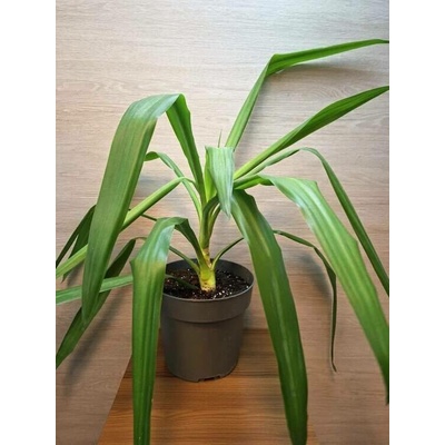 Yucca (Juka)