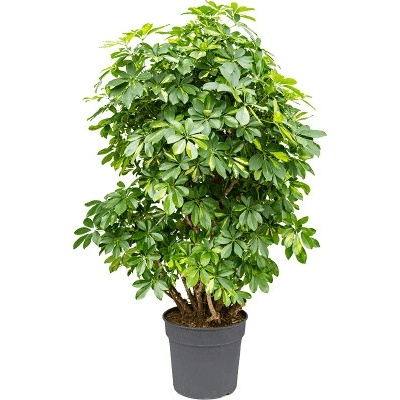 Schefflera arboricola Gold Capella branched 38x180 cm