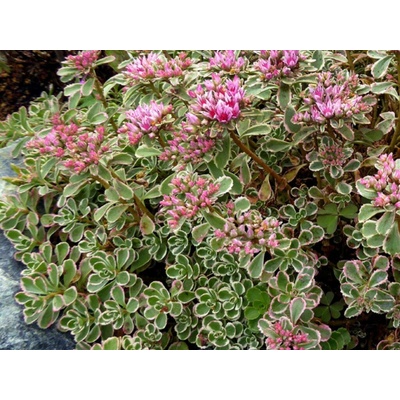 Rozchodník pochybný Tricolor - Sedum spurium, kont. 0,5 l