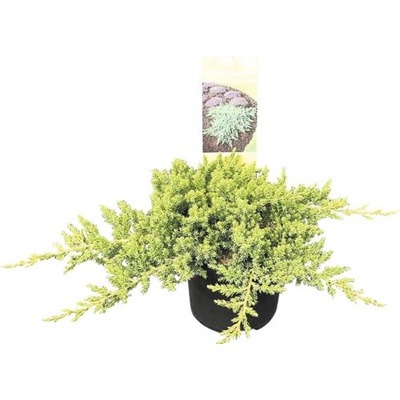 Borievka poliehavá Juniperus procumbens 'Nana' 20-30 cm kvetináč 2,5 l