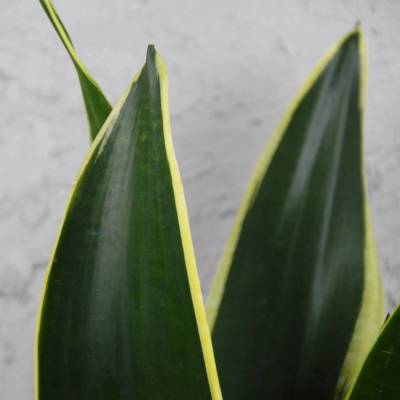 Sansevieria svokrine jazyky Trifasciata Hahnii Black Gold