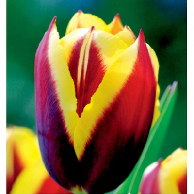 BENEX TULIPÁN Triumph Gavota 5ks