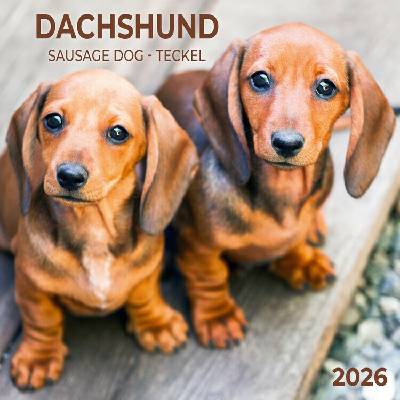 Dachshund, 30 x 30 cm 2026