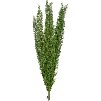 Foxtail
