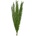 Foxtail