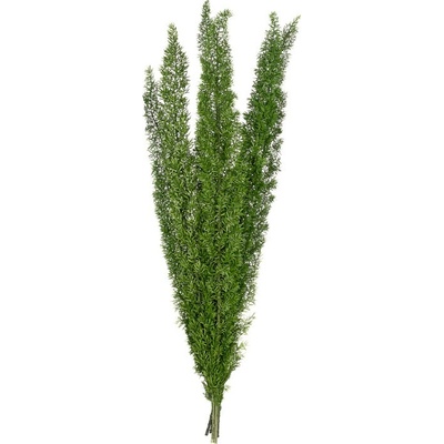 Foxtail