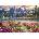 Grafika Art Puzzle - Puzzle Pinson: Spring Mountain Majesty - 1 000 piese