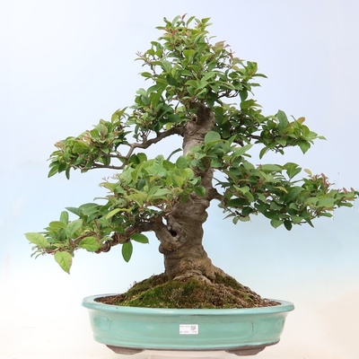 e-bonsai Venkovní bonsai - Ilex serrata - cesmína pilovitá
