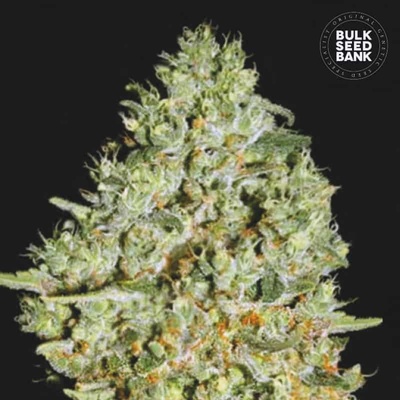 Bulk Seed Bank Critical semena neobsahují THC 10 ks