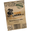 Seedstockers BCN Critical XXL semena neobsahují THC 1 ks