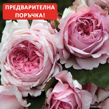 Kordes® Роза Alexandra® - Princesse de Luxembourg - Kordes®