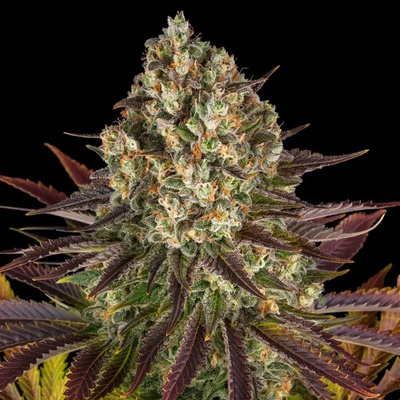 Barney's Farm Biscotti semena neobsahují THC 5 ks